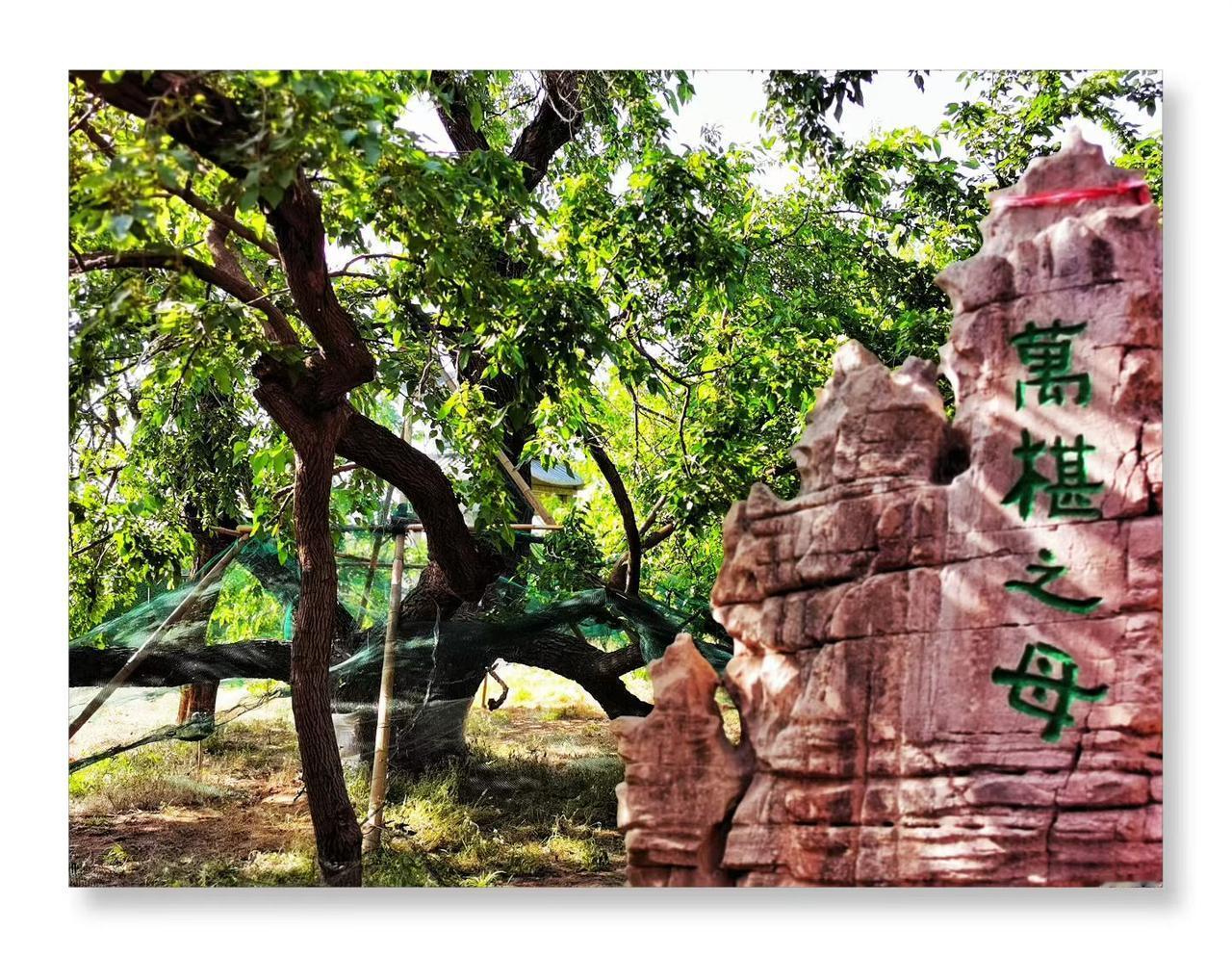 夏津采风——探访万亩古桑林，领略小镇古城风韵！