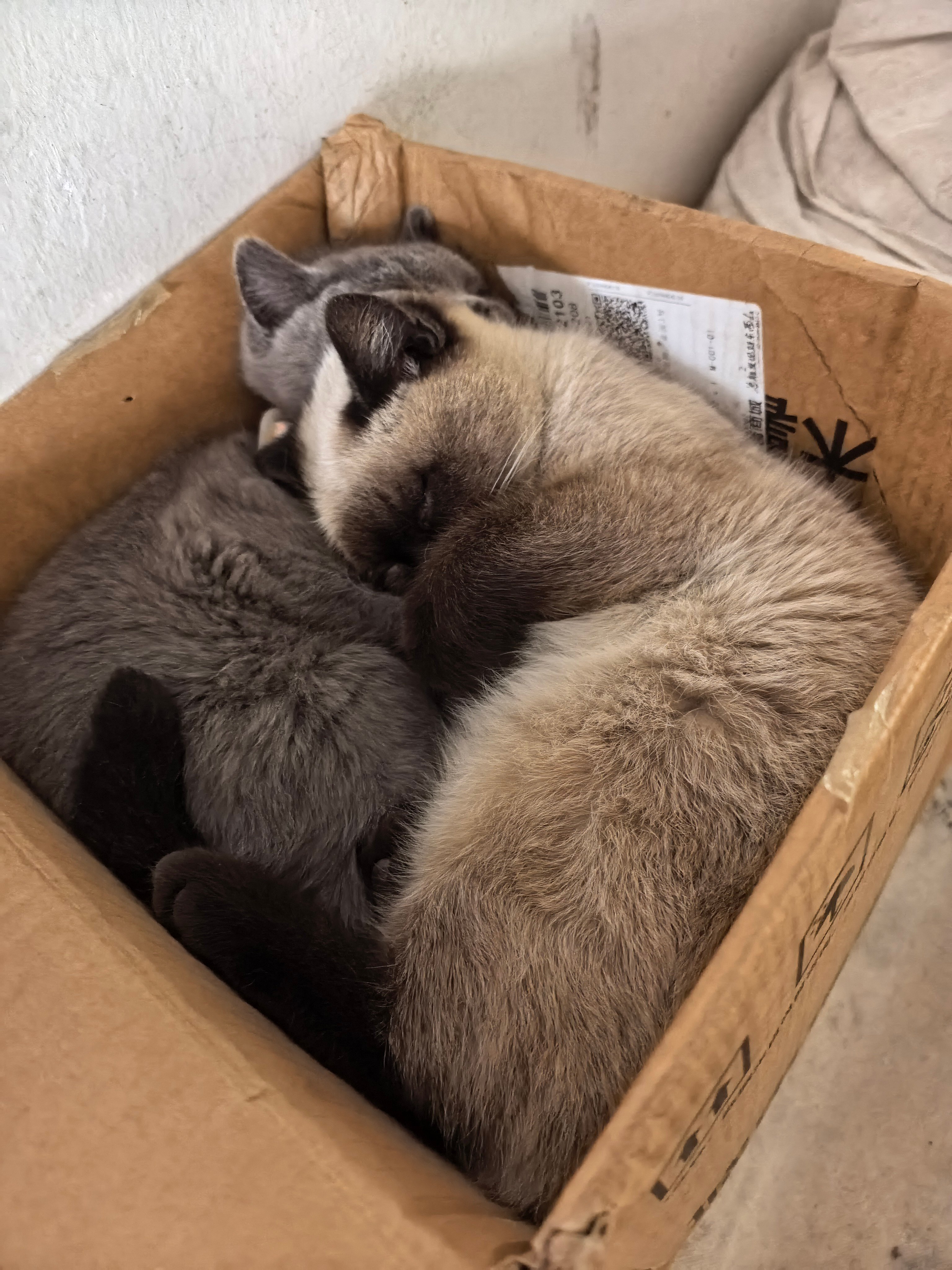 来我家两个月了 