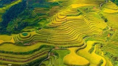 生活手记 终于来到了传说中的龙脊梯田！ 眼前层层叠叠的金黄梯田，从山脚一直盘绕到