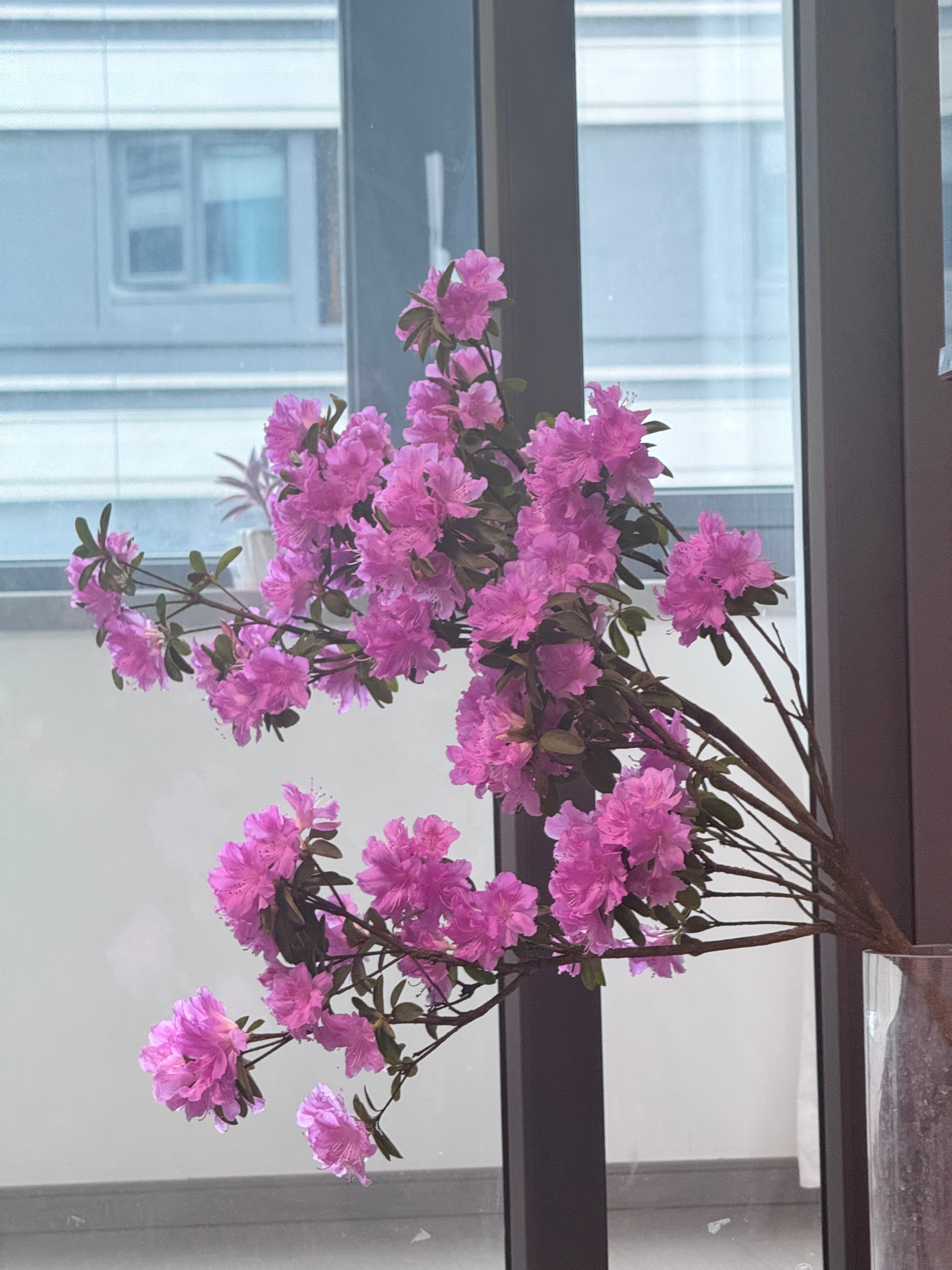 家里的杜鹃花真靓啊 成都