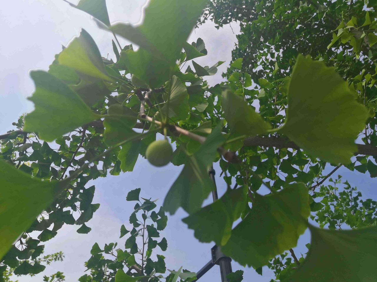 我女儿马上要大学毕业了，这个月底要举行毕业典礼，女儿和学校的老师邀请我和老公到学