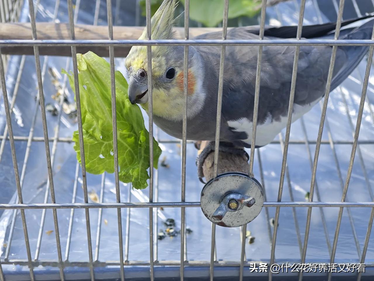 一句话分享秋日感悟早起的鸟儿有虫吃