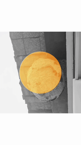 探秘窗外的蜂窝，椭圆体外形壳体，花纹滑流状表面，工程之浩大，构造之精致，惊叹于工