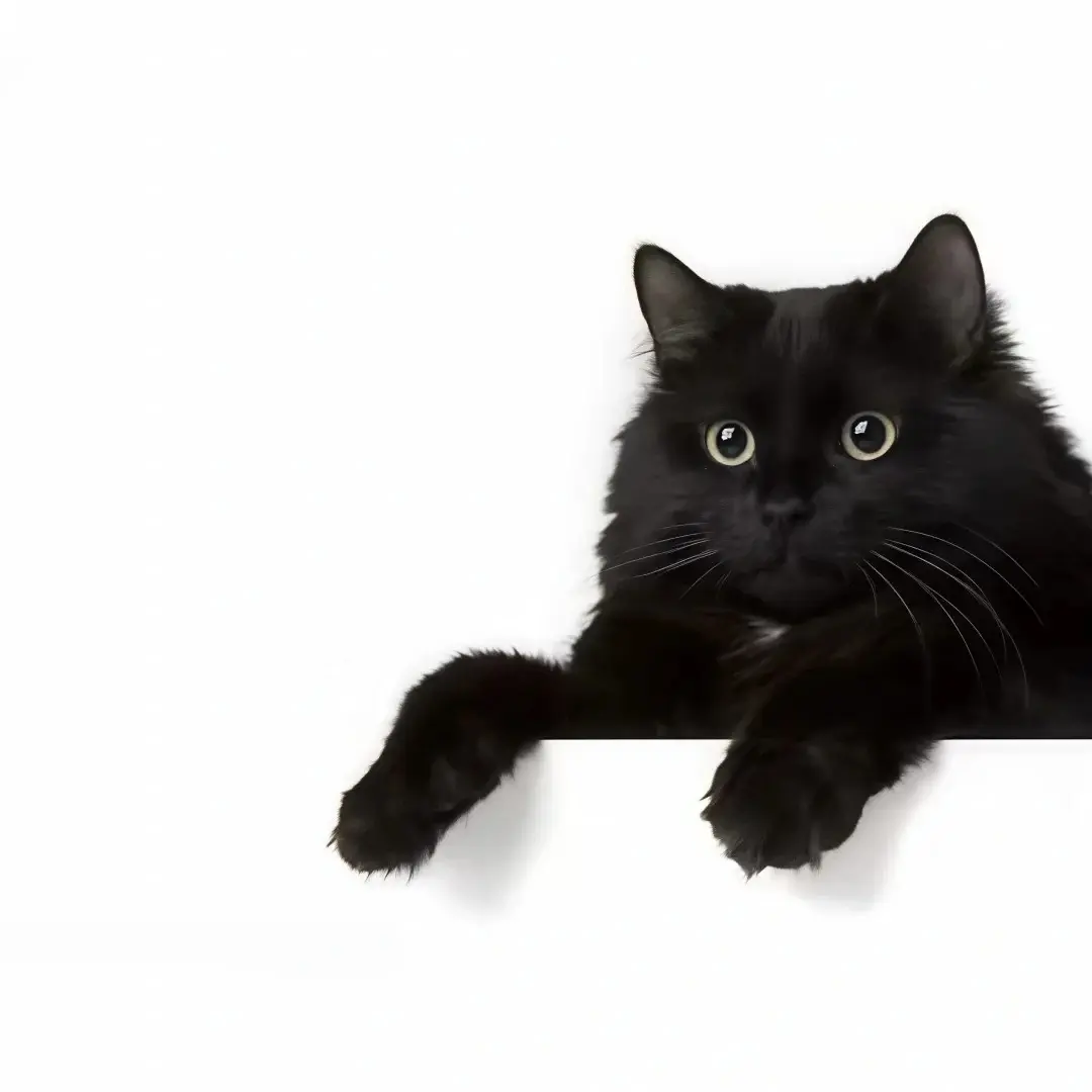 猫。