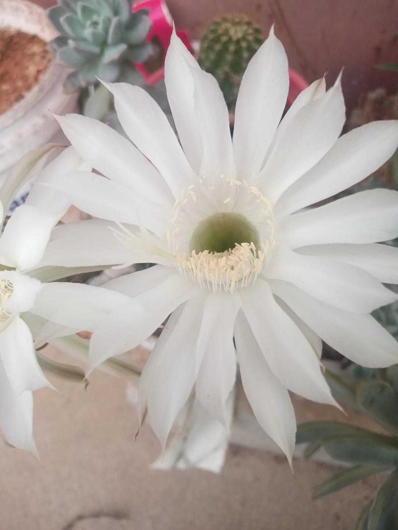 种了一年多的仙人球，今天竟然开出了漂亮的花朵，太惊喜了！
仙人球真的皮实好养，不