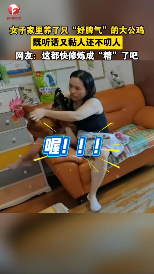 “成精了！”上海，9月27日报道，过年时，老家的人给女子送来只大公鸡，原本是准备