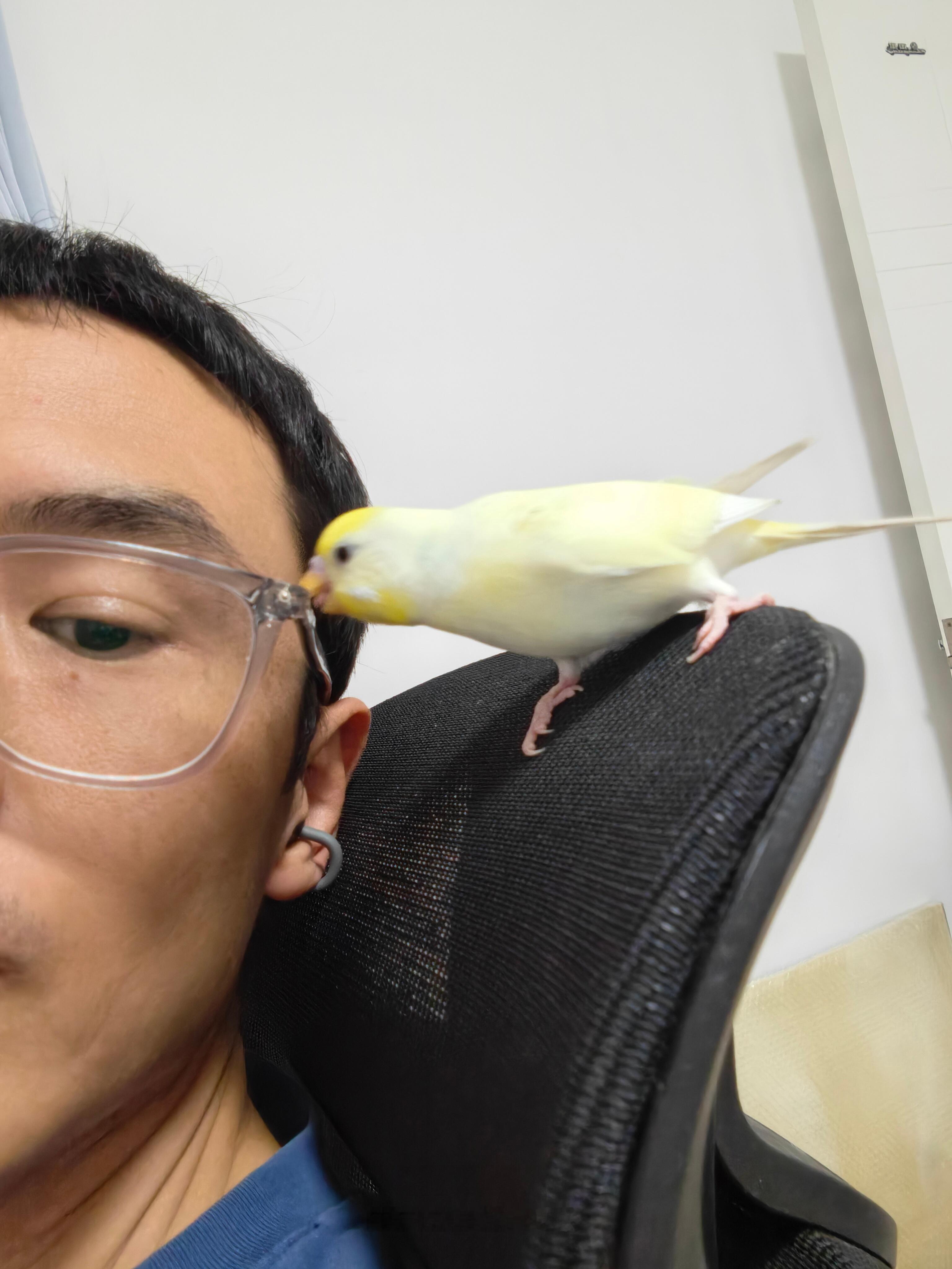 布丁咬人，快到出现残影