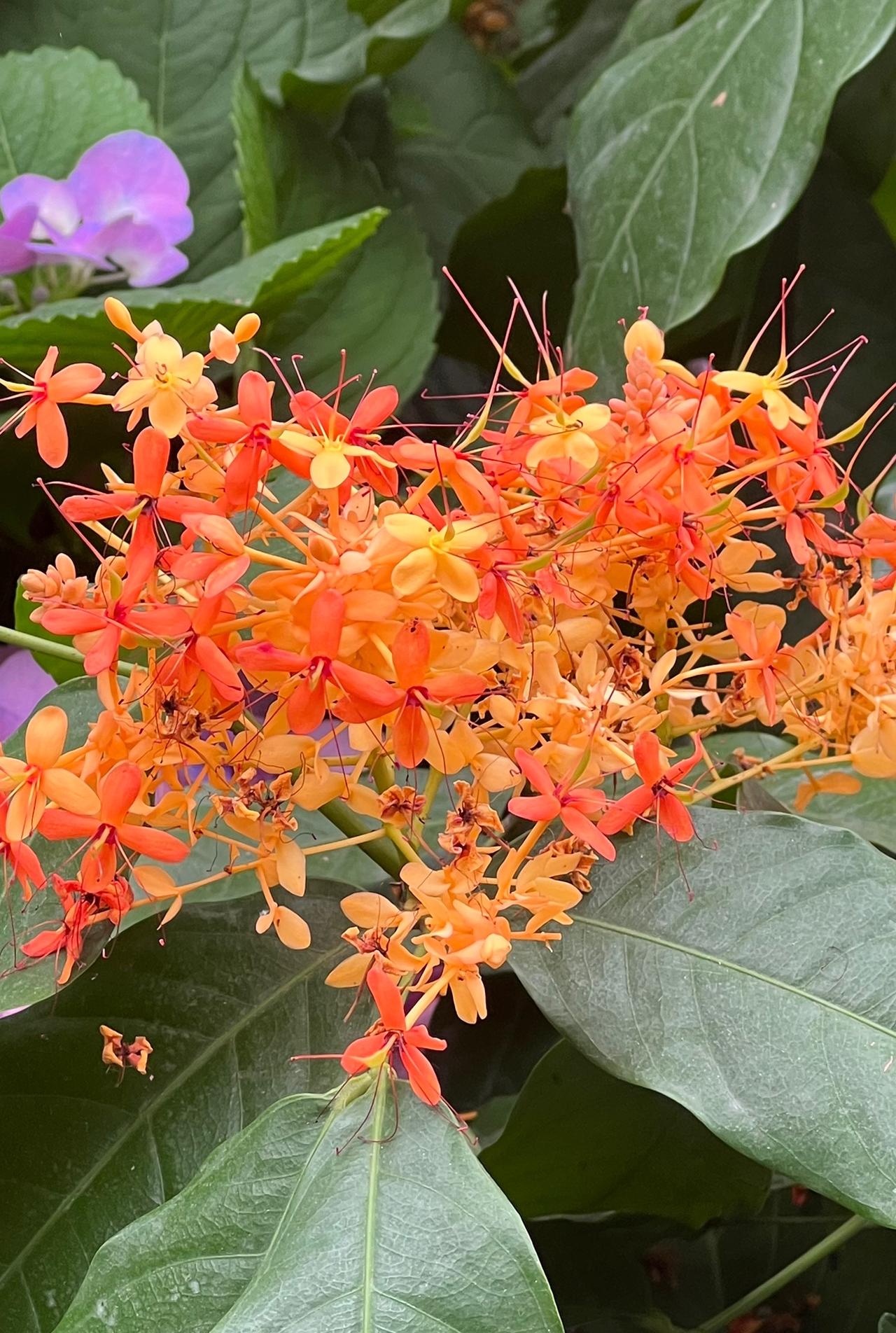 你的相册里最新一张照片华南植物园赏花：四季无忧花，带给你无忧无虑，开心快乐每一天