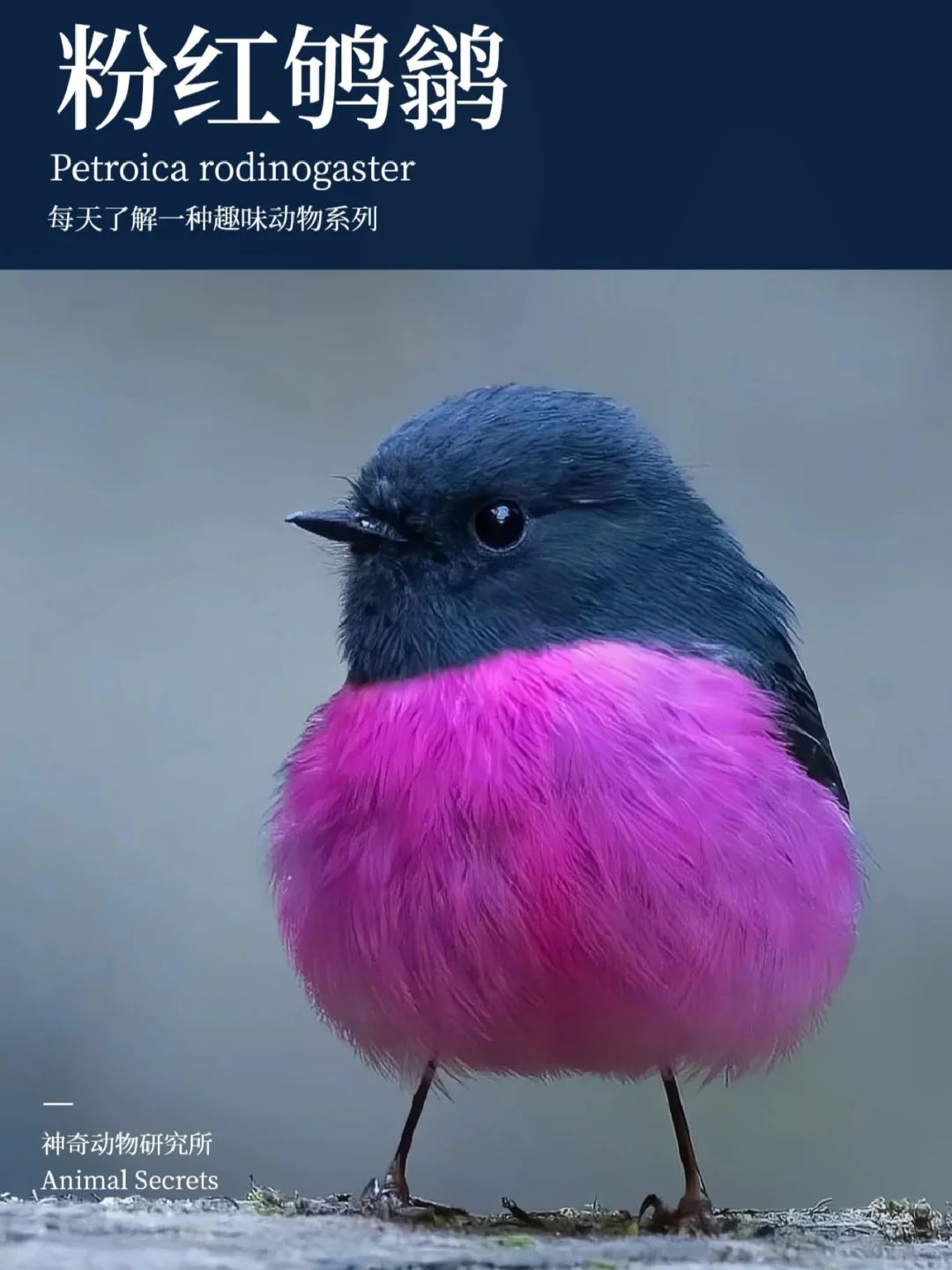 每天了解一种趣味动物👀粉红鸲鹟（qú wēng