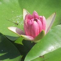 居住西咸的西安市民