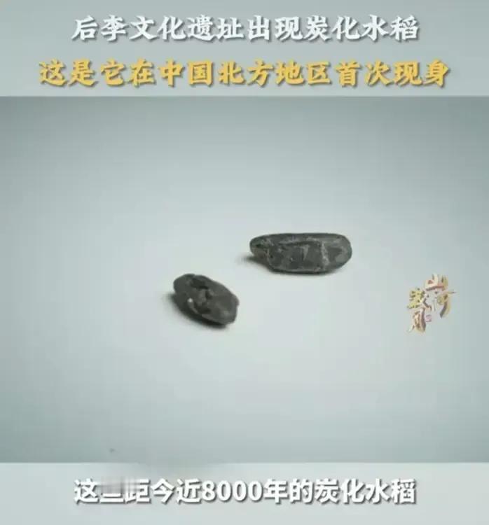 济南的历史真悠久啊，前几天发现3000年的商代就酿蒸馏酒，这几天又发现了济南种8