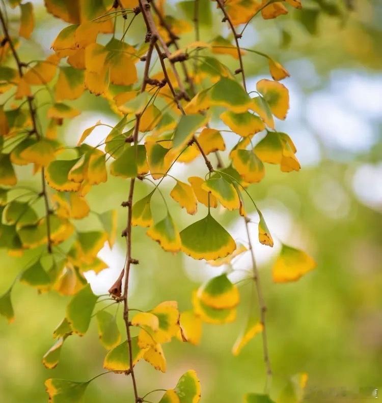 一猫一秋景，温柔又治愈～寻美河南🍁寻美西华 ​​​