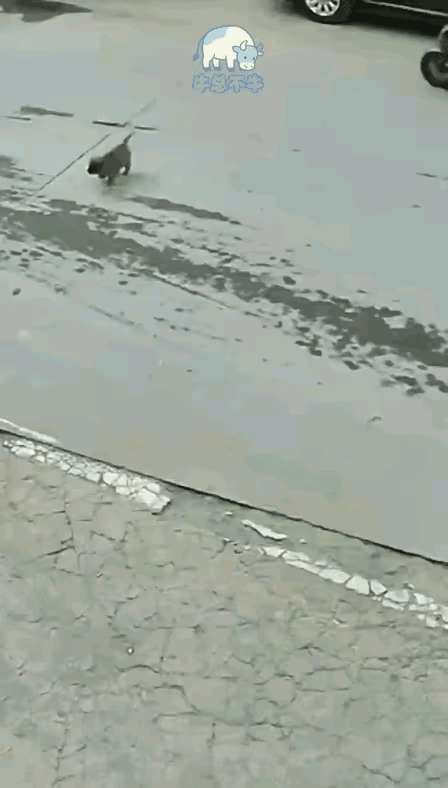 大妈骑着电动车，正常行驶在马路上，突然，一只小狗窜出来，撞在了大妈的电动车轱辘下