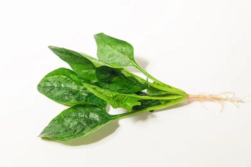 常吃菠菜根真的能补铁么? 常吃菠菜根真能补铁。菠菜根可是整棵菠菜里含铁量最高的部