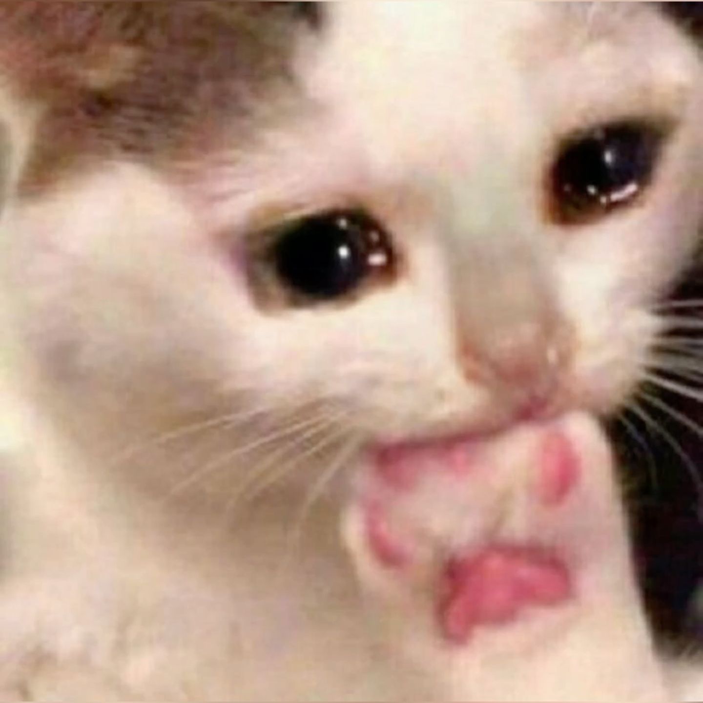 一些猫咪表情包供您选择