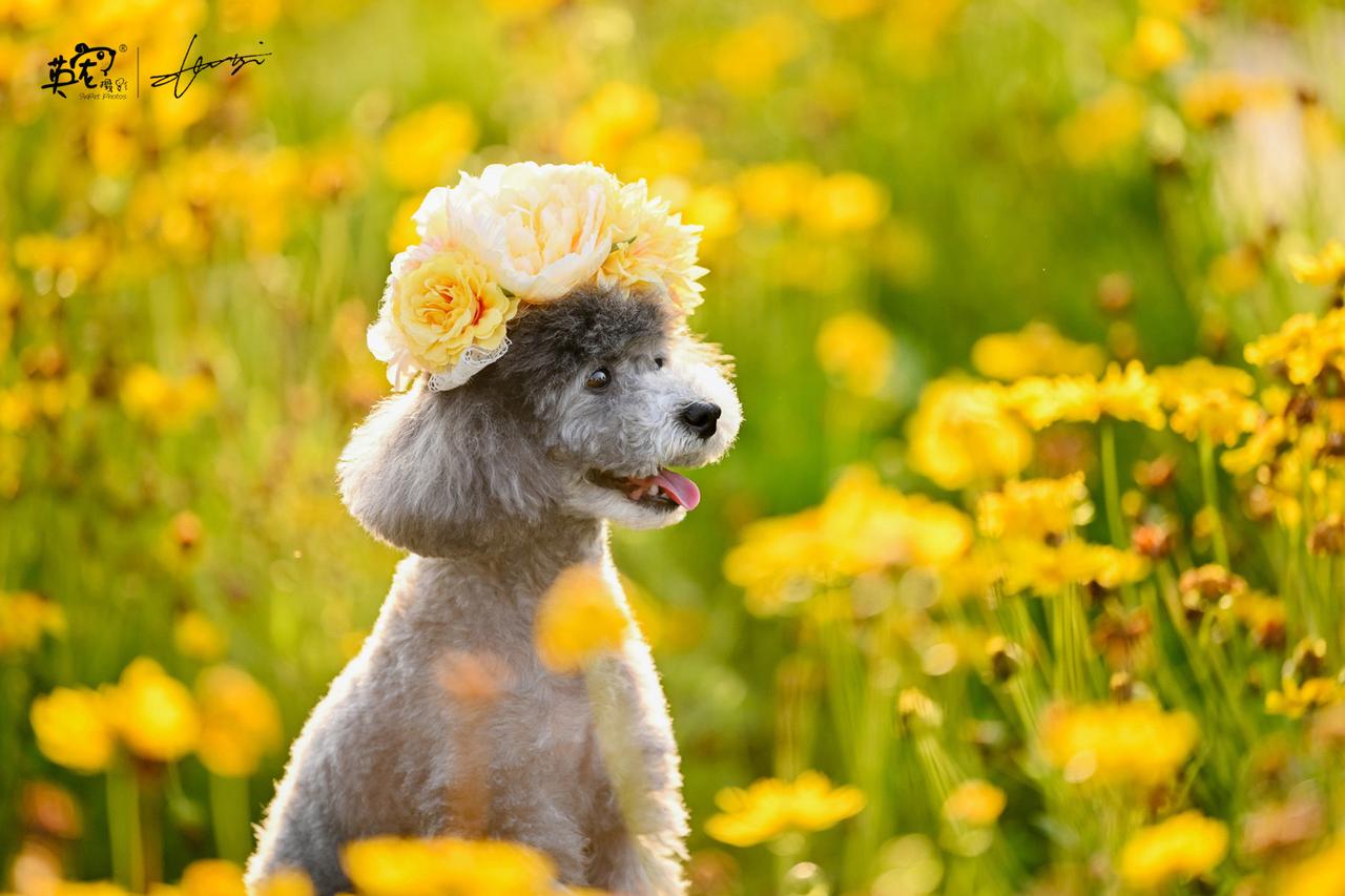 错过了4月的小花花？
别再错过6月的初夏花海😘
【6月花海拍摄】