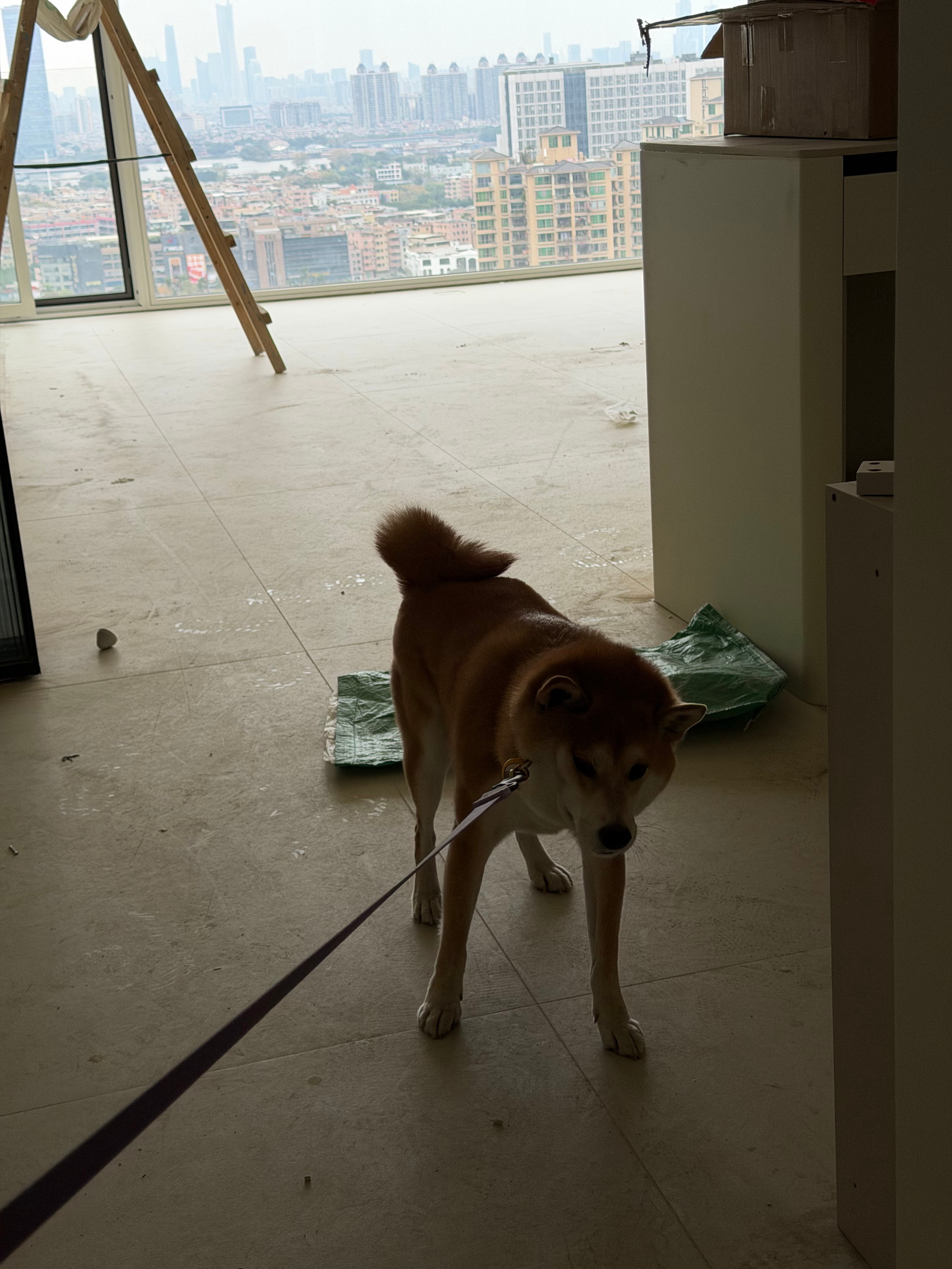 没装修好，赖着不想走了 