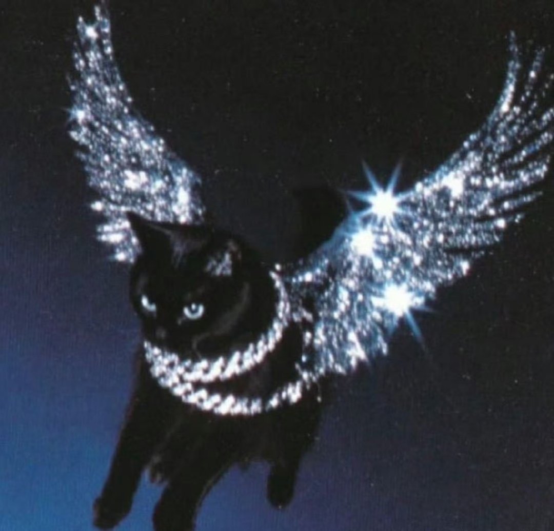 朱志鑫 黑猫天使 从偶像头像变迁看粉丝文化的情感共鸣。朱志鑫更换“黑猫天使”头像