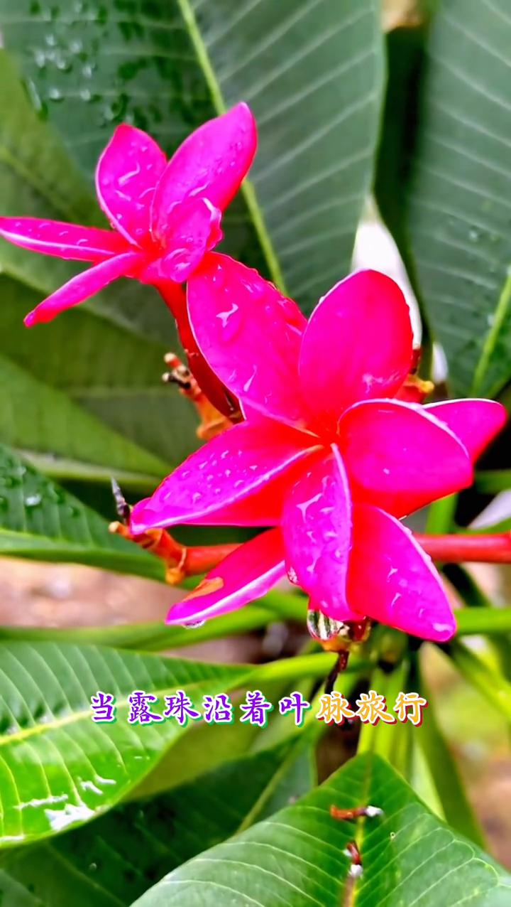 《花的信笺》。
晨光总在花瓣的弧度里收藏欲言又止的心事。当露珠沿着叶脉旅行，整座