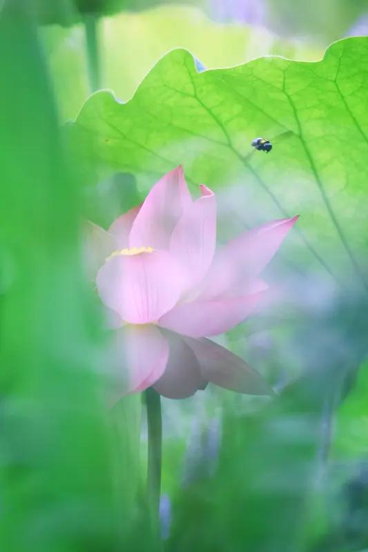 我来分享一首我创作的藏头为“夏日悠情”的原创藏头诗。
《夏日悠情》
夏荷映水韵悠