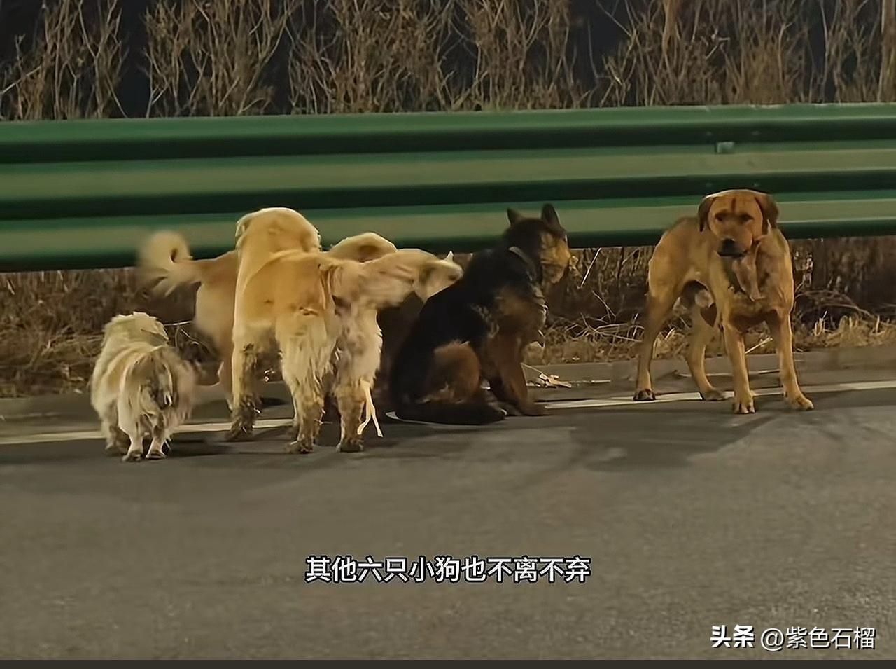 你拼死相救，我们以命守护！
       七只狗狗的故事着实令人感动落泪！
  