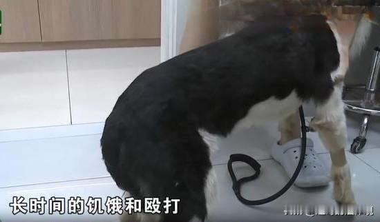 浙江绍兴，女子喜欢养狗，花4000多元买一条边牧，狗子可爱也很聪明，但它有个坏毛