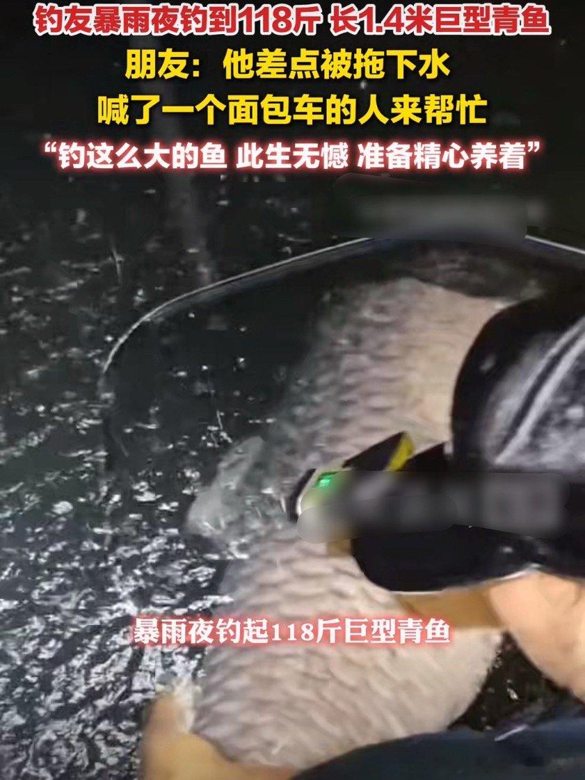 男子暴雨夜钓到118斤青鱼感觉拉了一条鲨鱼起来，这鱼也太大了吧！比好多成年女孩纸