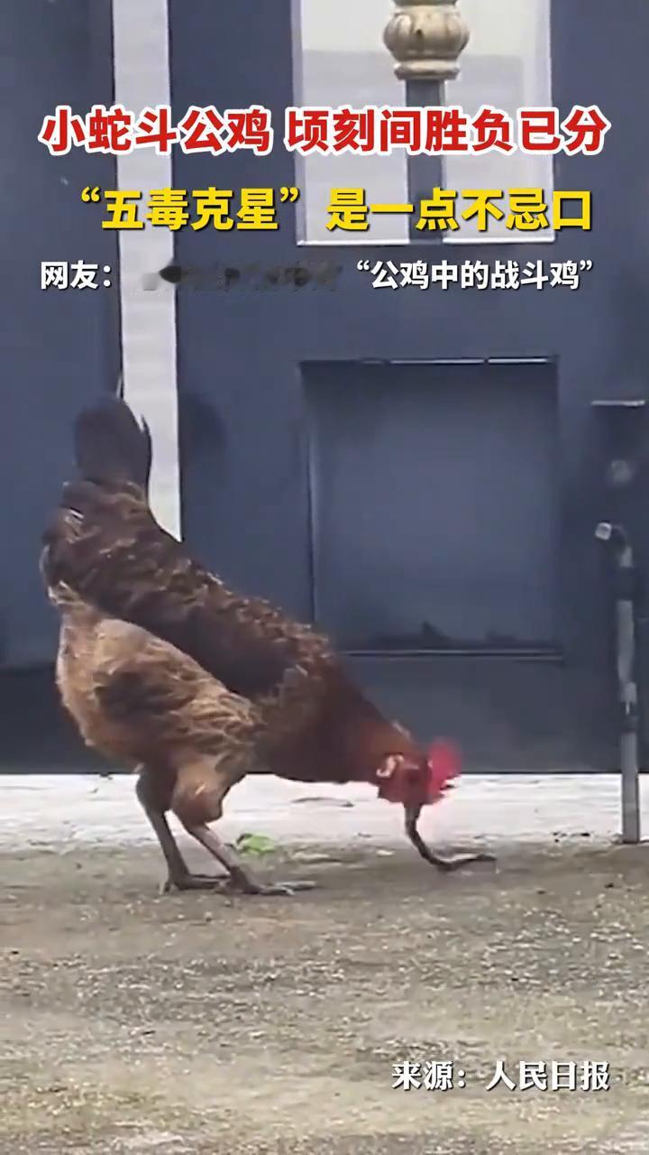 小蛇斗公鸡顷刻间胜负已分，"五毒克星"是一点不忌口。
来源：人民日报。
网友：这