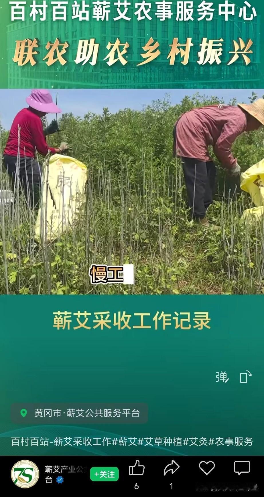 没到端午节就宣传割艾草，蕲春就没有人了吗？这么官方的账号，能不能找个专业的人来运