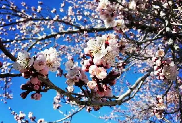 杏花
一树春风满树柔，
半含晓露半含羞。
清姿本是天然韵，
悄占枝头意自悠。