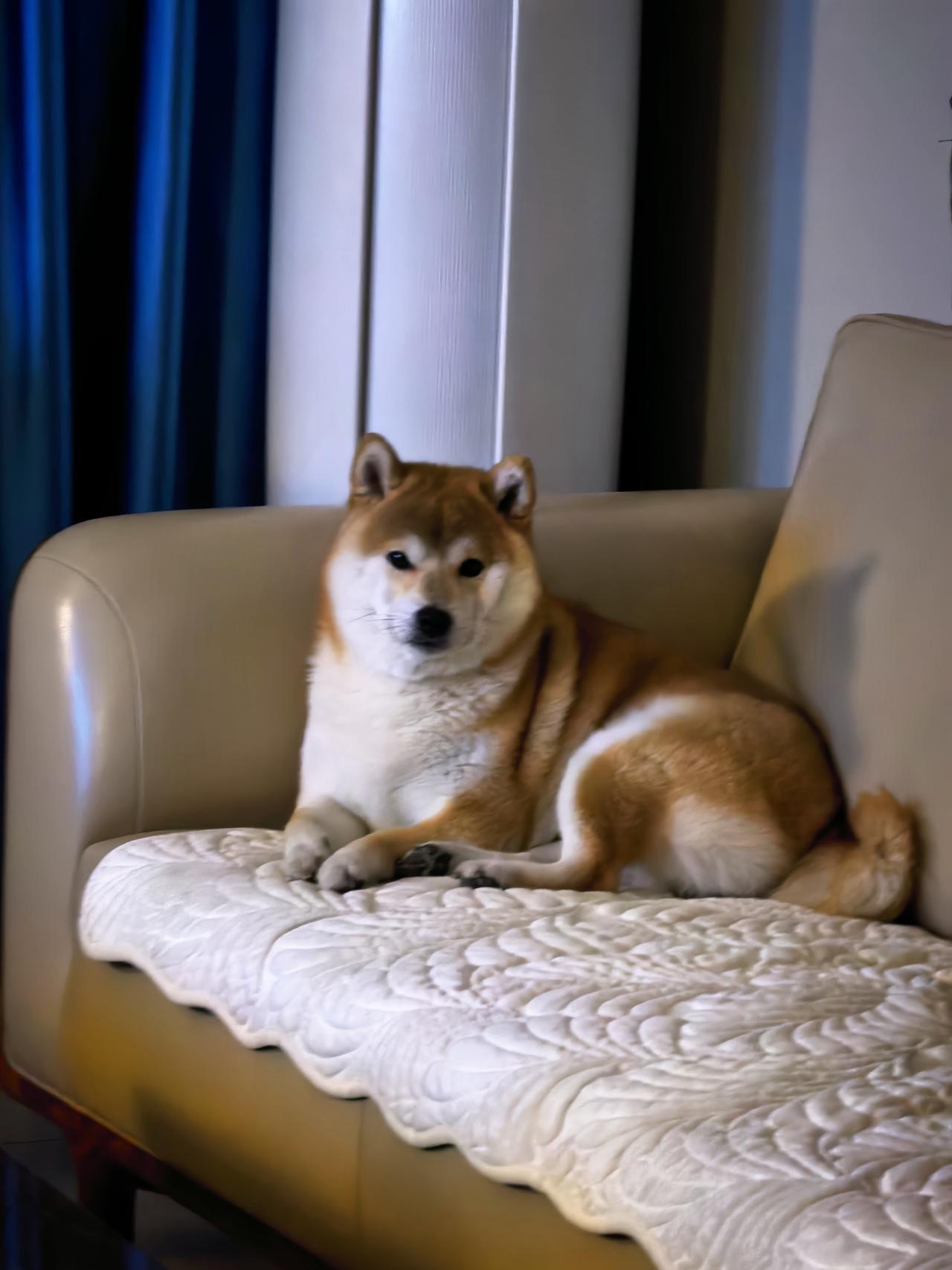 养狗三年了
现在才明白
如果你回到家
狗狗对你行下犬式
这是对你最深的忠诚
对你