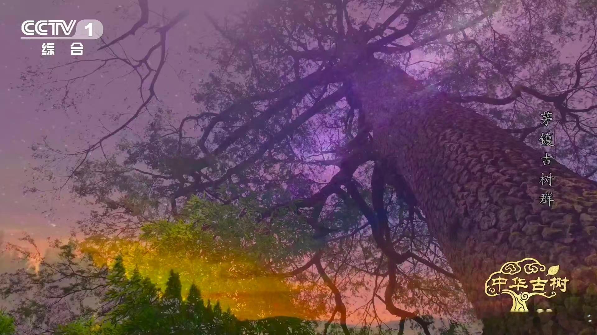 浙江宁波茅镬村的千年金钱松太震撼！中国最高龄金钱松王顶着“万木之冠”，11月中下