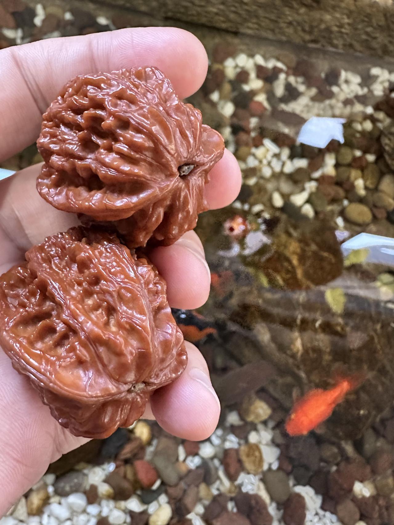 小鱼，小鱼，你可知我心乱？