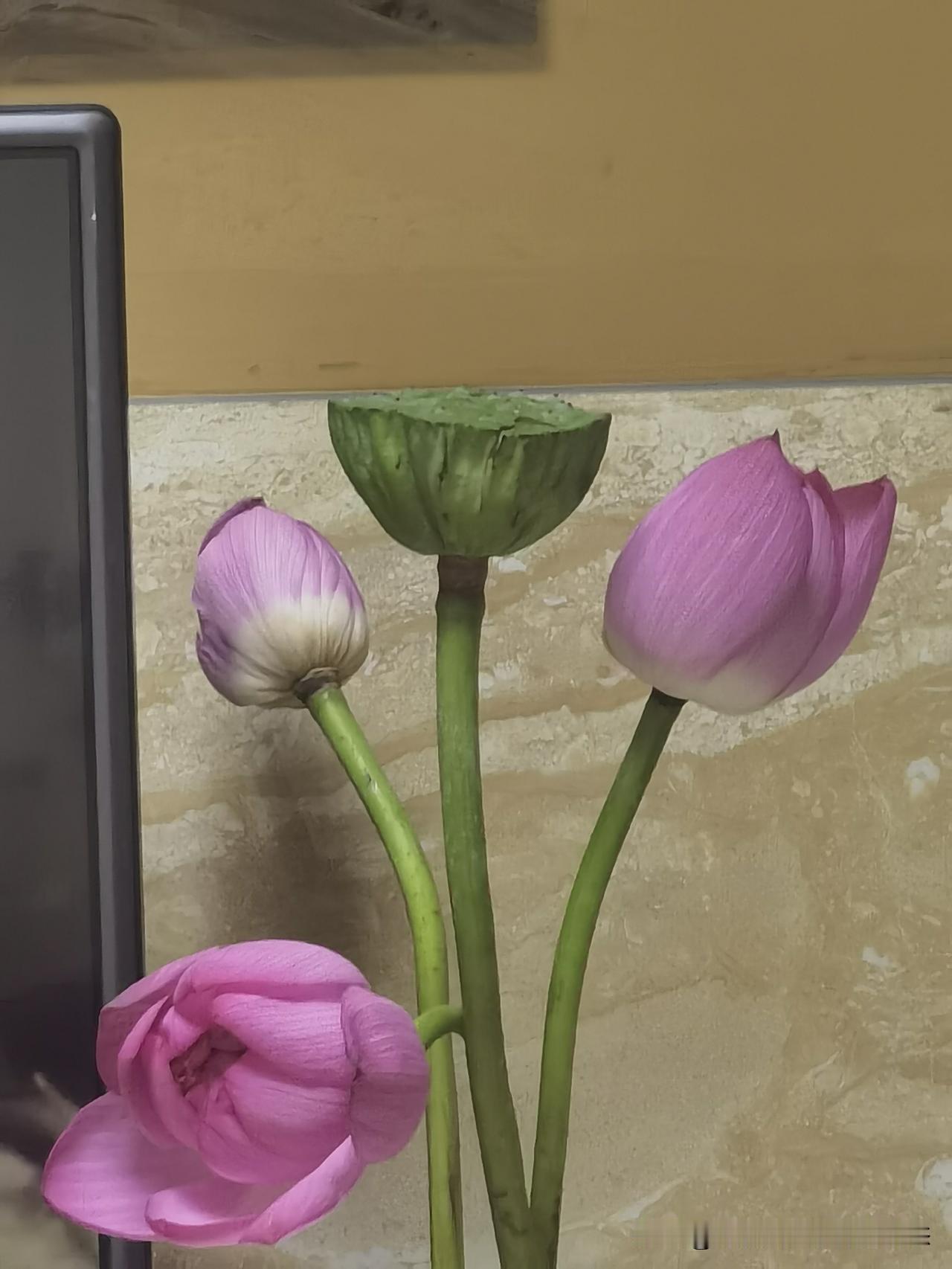 荷花之美，真的是让人陶醉！

“接天莲叶无穷碧，映日荷花别样红”，杨万里诚不欺我