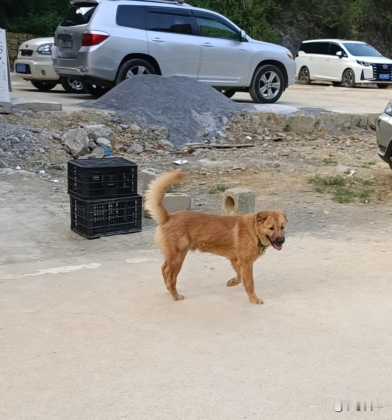 你问我答如果迎面跑来流浪狗，该如何避免被咬的风险呢？