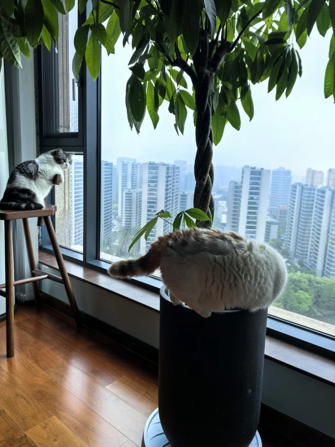 你永远不知道猫能干出点什么荒唐事