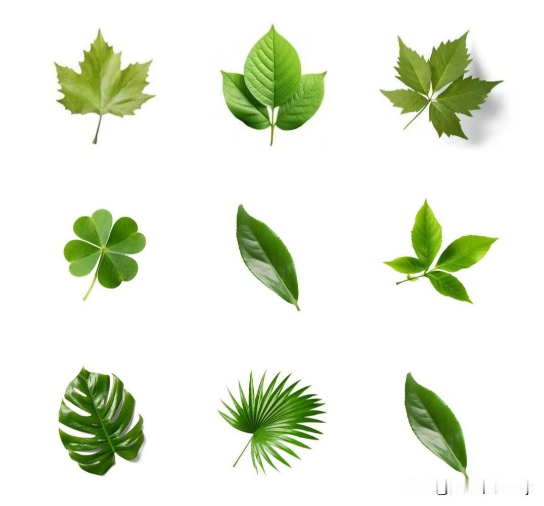你是否知道这些绿色植物是哪种树的叶子呢？要是能全部猜对，就请列出清单，我来请客吃