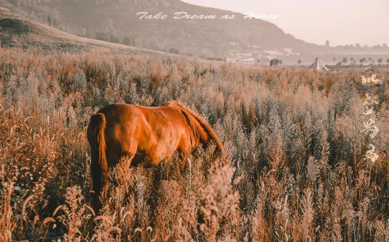 看到“人无横财人不富”这个下联，我一下就想到常见的上联“马无夜草马不肥”，这可是