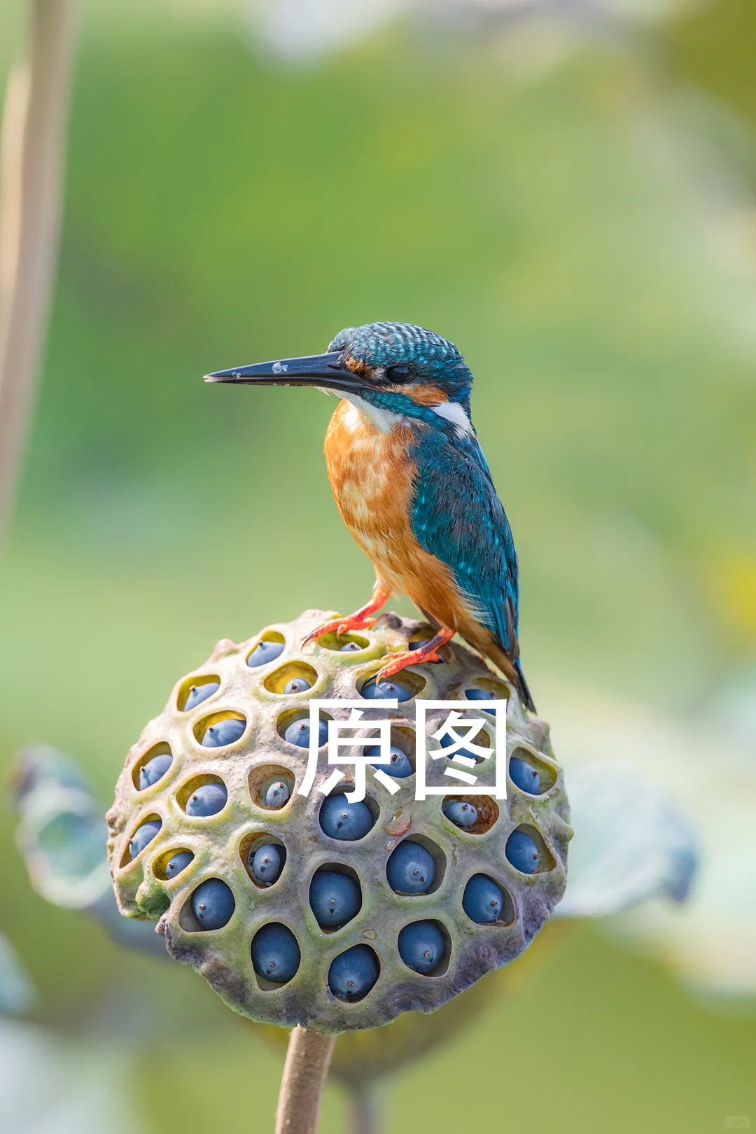 稳坐宝座