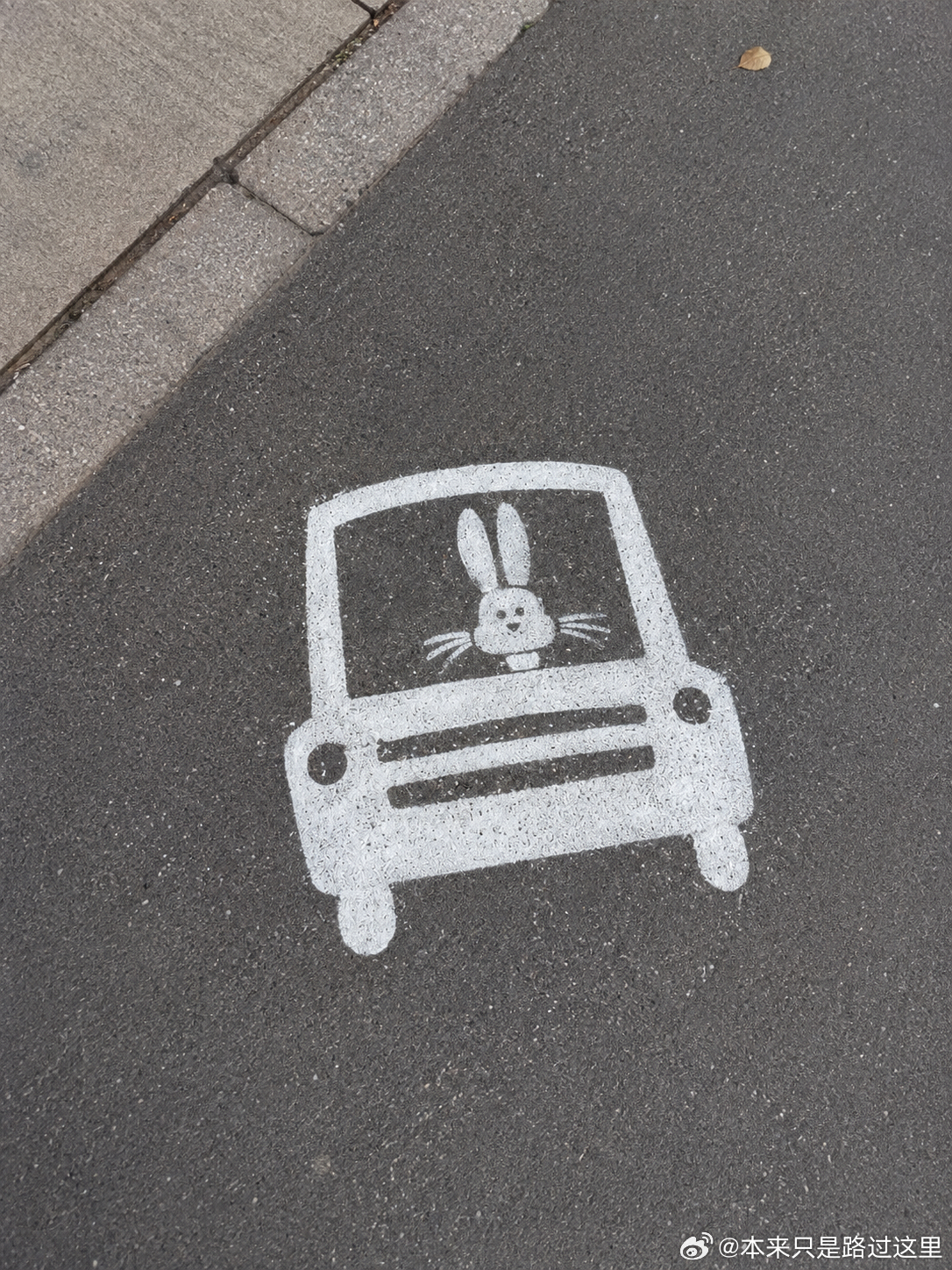 201 地上有只开车的小兔子哎🐰 