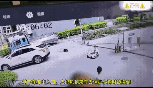宁可自己被车撞，也要舍身护狗！这大妈真行，值得点赞[赞][赞][赞]