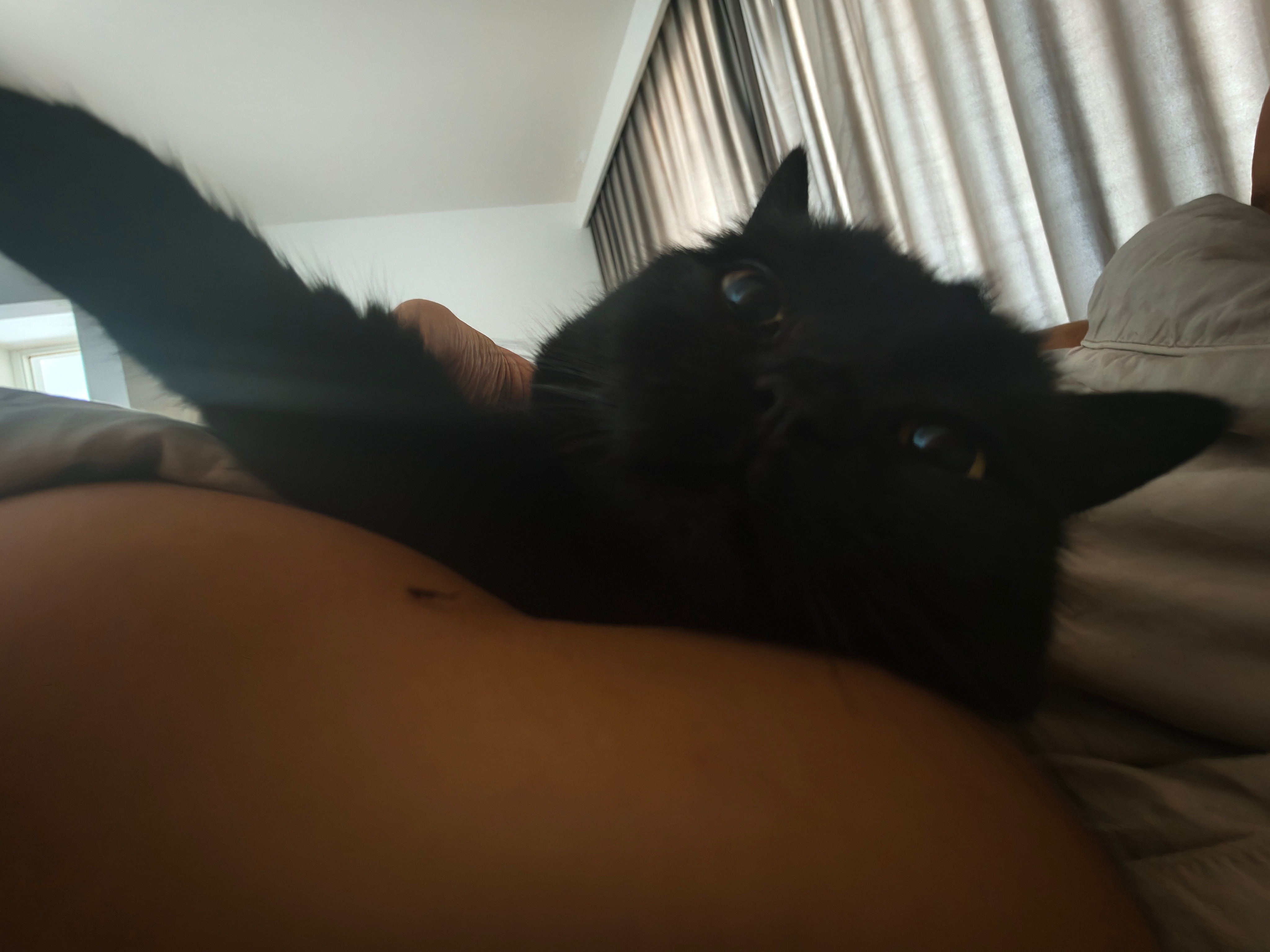 猫宁！醒来肩膀上长了猫 