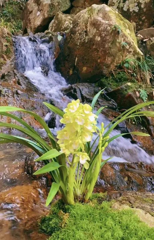 这首《七绝•涧谷幽兰》极具画面感。“丛林远近鸟轻啼”，瞬间将我带入那片静谧丛林，