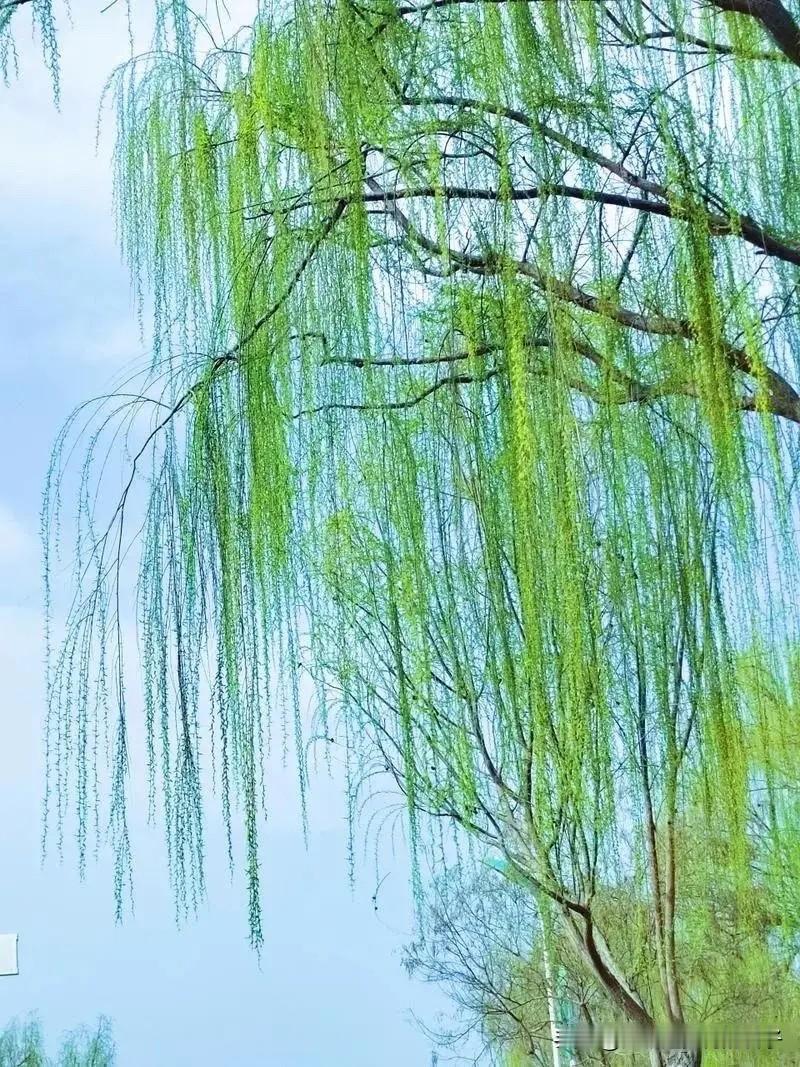 看到“杨柳渚年年竞渡”这个上联，感觉充满了端午龙舟竞渡的热闹氛围。我来对“杏花村