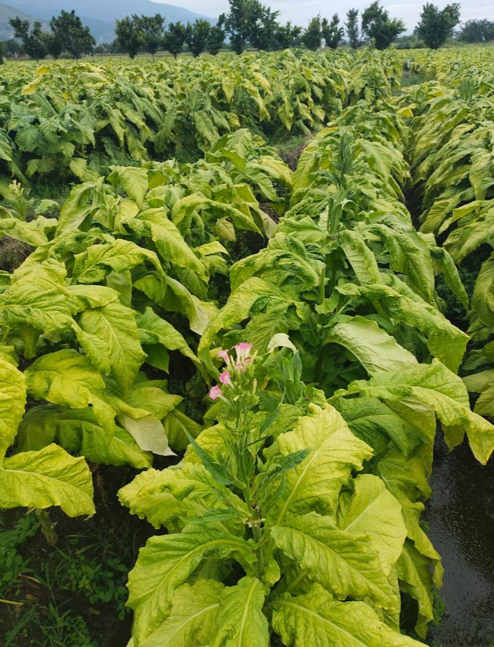 英美烟草（British American Tobacco）6月30日宣布，作为