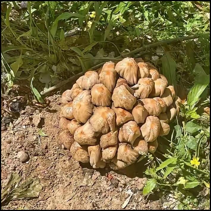 田边杂草堆里，土坡上冒出一团密密麻麻的东西，棕褐色，表面全是褶皱，紧紧抱在一起，