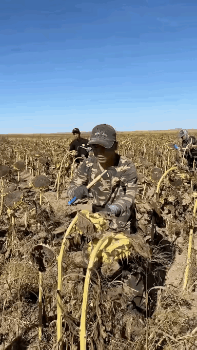 向日葵的收割，丝滑律动的节奏。