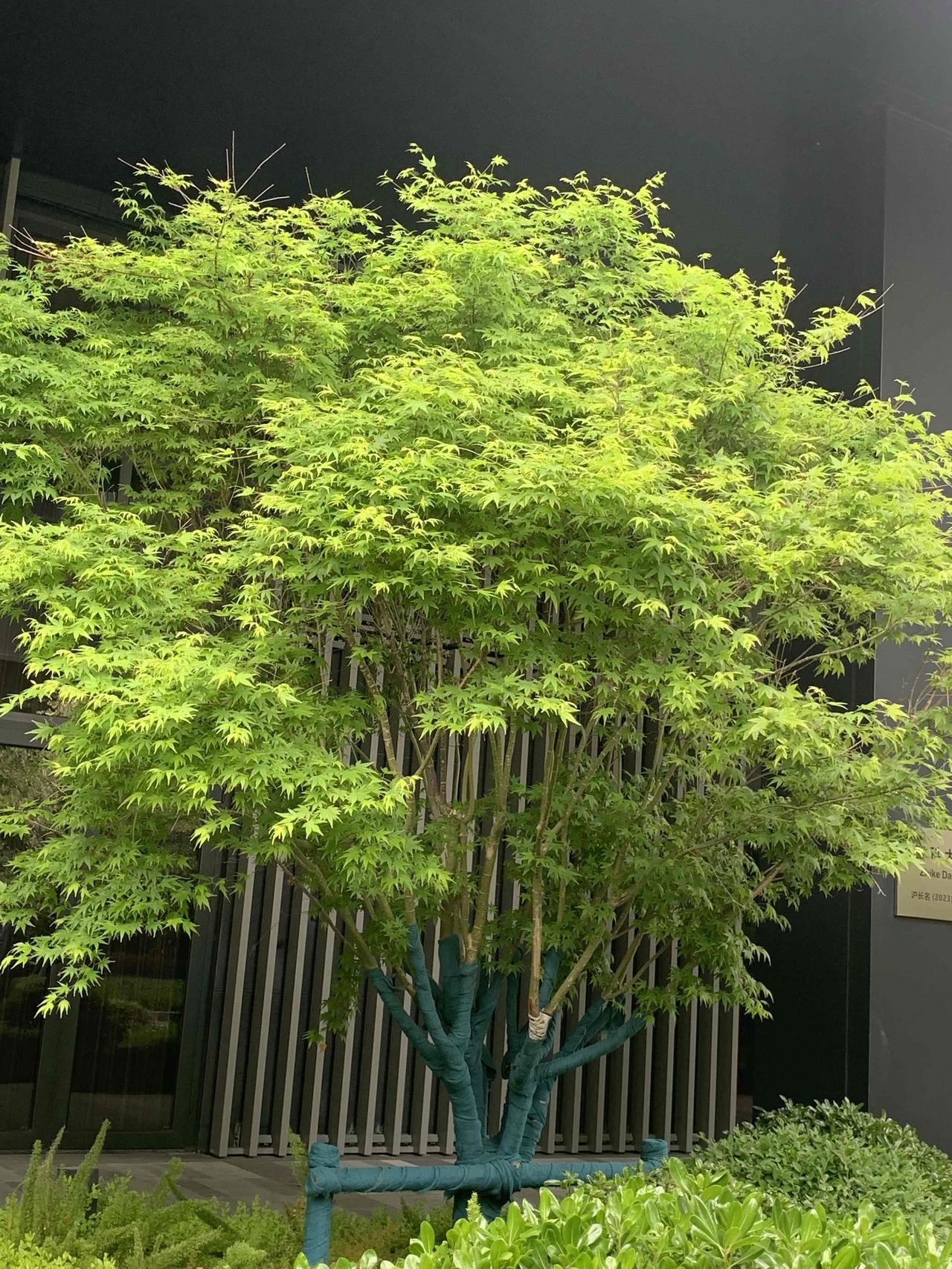 我认可“人走茶凉”。在工作场合，这现象太常见了。之前公司有个领导，在职时大家前呼