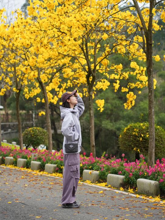 厦门黄花风铃木开啦，去山里拥抱春天吧