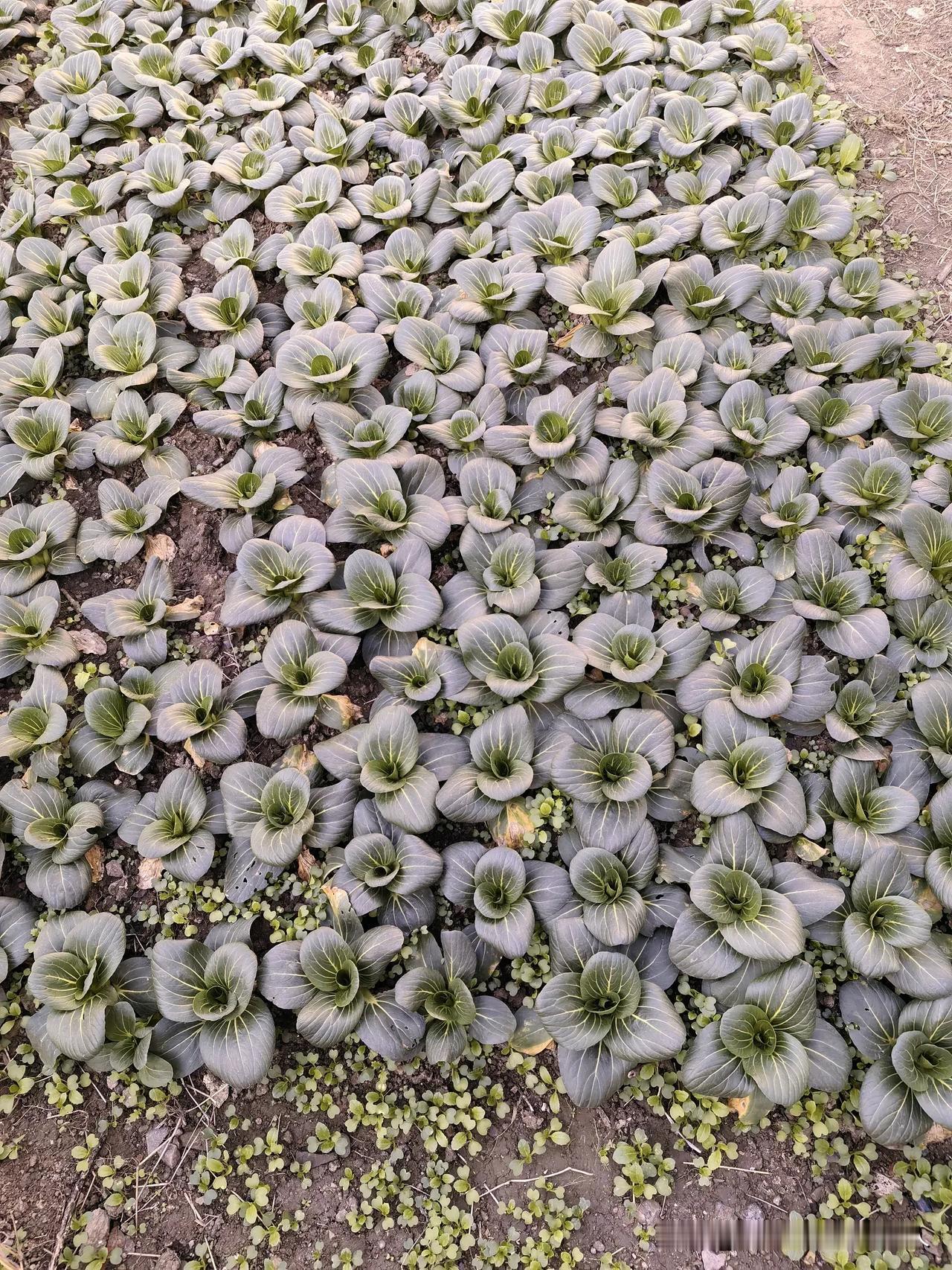 冬天吃的上海青，什么时候播种最好？

如果不是以赢利为目的抢早上市，如果是种了自